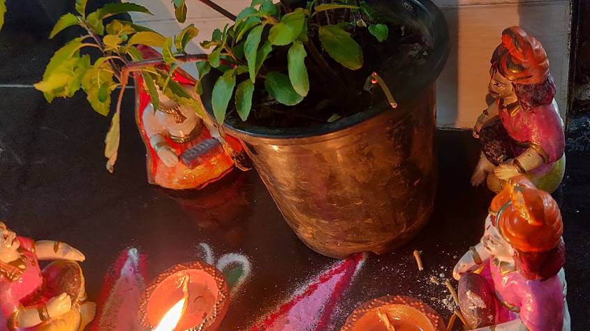 Tulsi plant decorated with diyas for a Tulsi Vivah ceremony